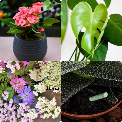 Plant Growth Food Sticks Pack Of 30